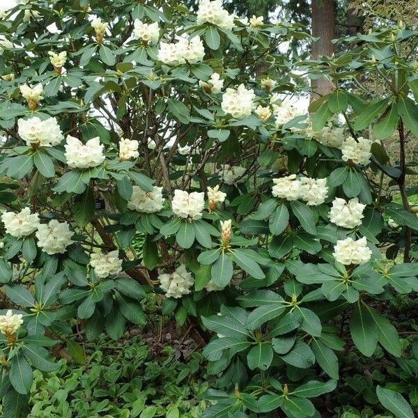 Rhododendron sinofalconeri Habit