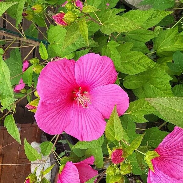 Hibiscus moscheutos Floro