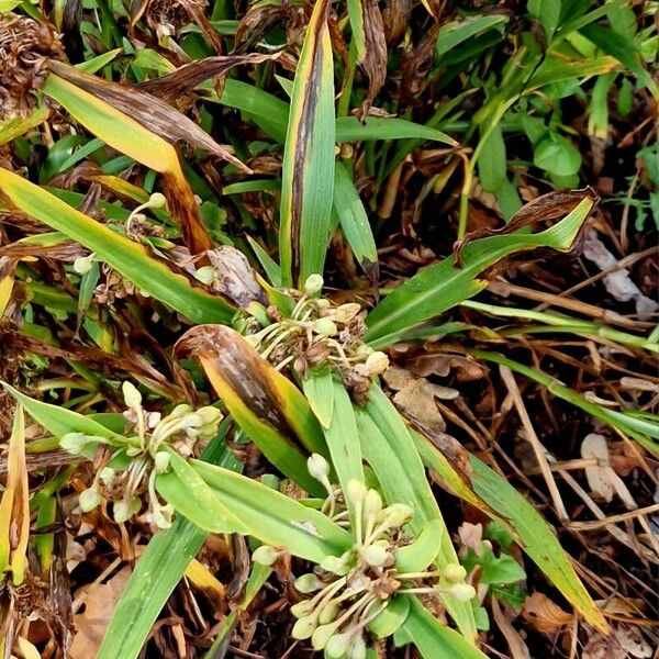 Tradescantia ohiensis Hábito