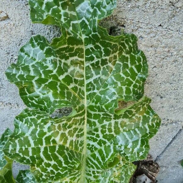 Silybum marianum Leaf