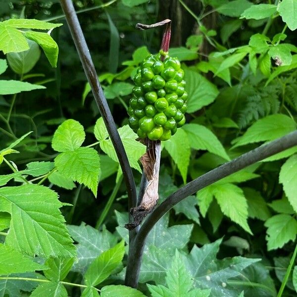 Arisaema triphyllum ফল