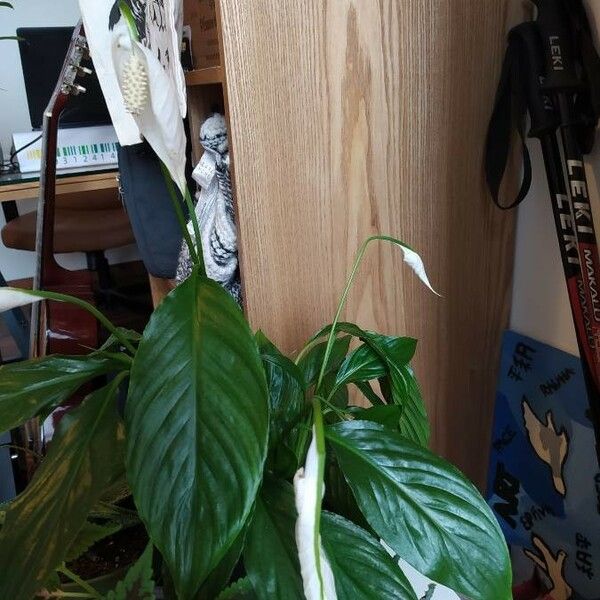 Spathiphyllum wallisii List