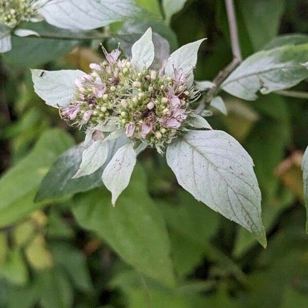 Pycnanthemum incanum Flor