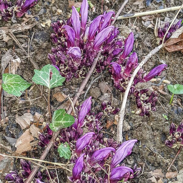 Lathraea clandestina Flors