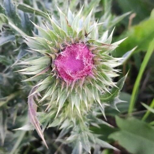 Carduus nutans Flower