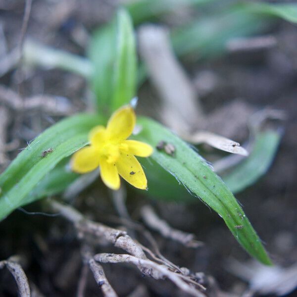 Hypoxis angustifolia Çiçek