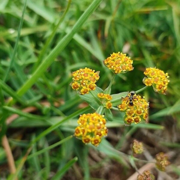 Bupleurum ranunculoides 花