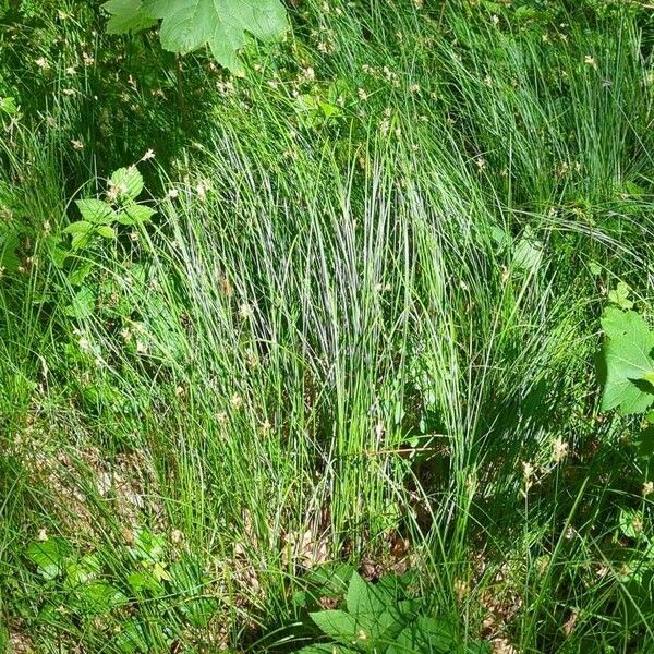 Carex brizoides Tervik taim