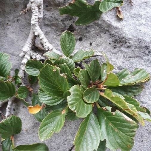 Rhamnus pumila পাতা