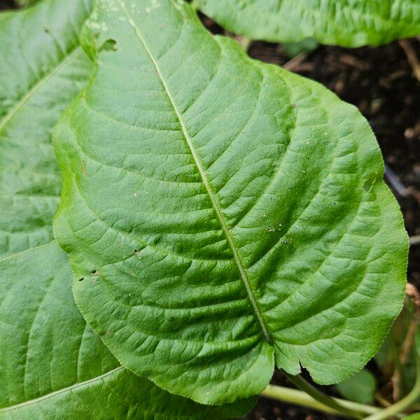 Bistorta amplexicaulis Blatt