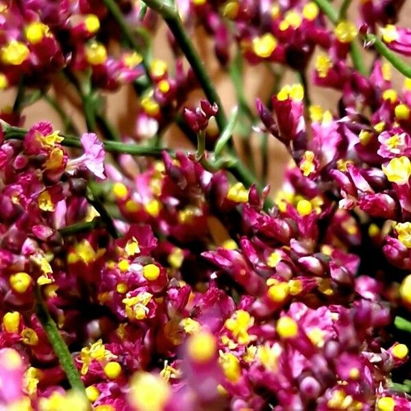 Limonium bellidifolium Floare