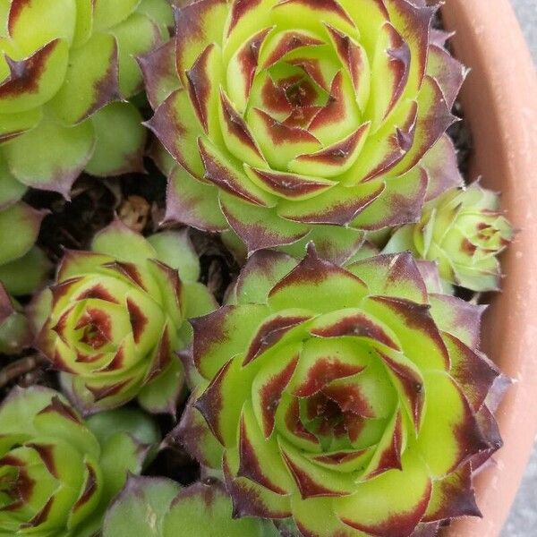 Sempervivum tectorum Blad