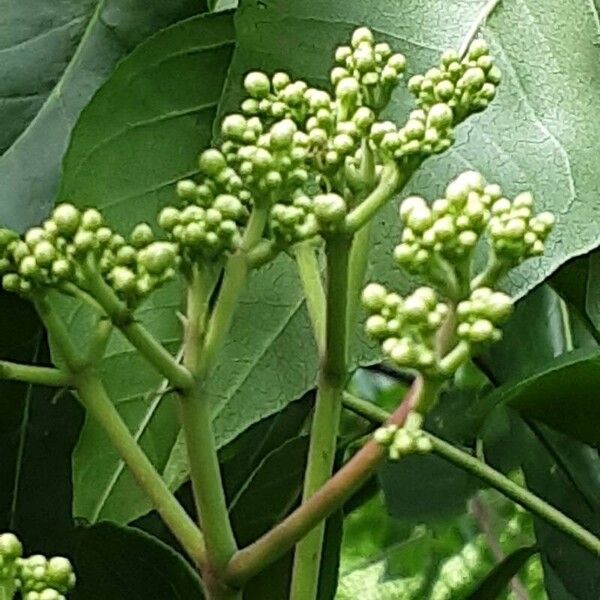 Tetradium daniellii Flower