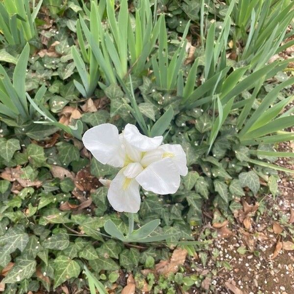 Iris albicans Žiedas