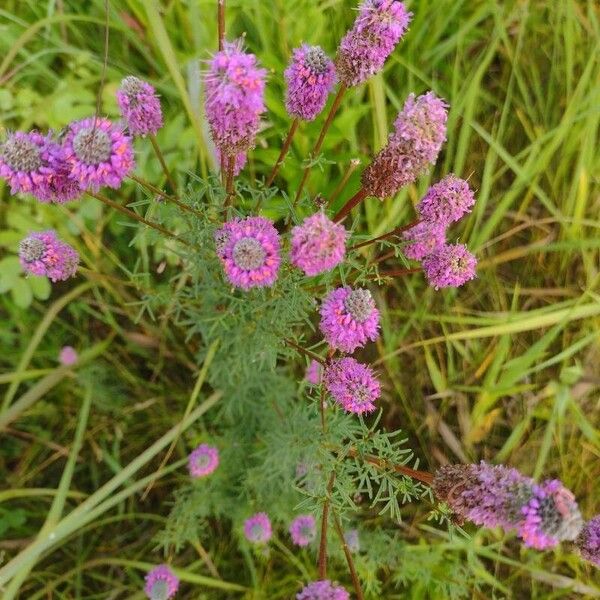 Dalea purpurea Cvet