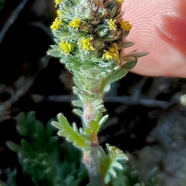 Artemisia genipi 花