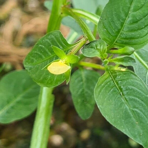 Ludwigia erecta (Yerba de jicotea)