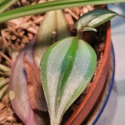 Tradescantia zebrina Lehti