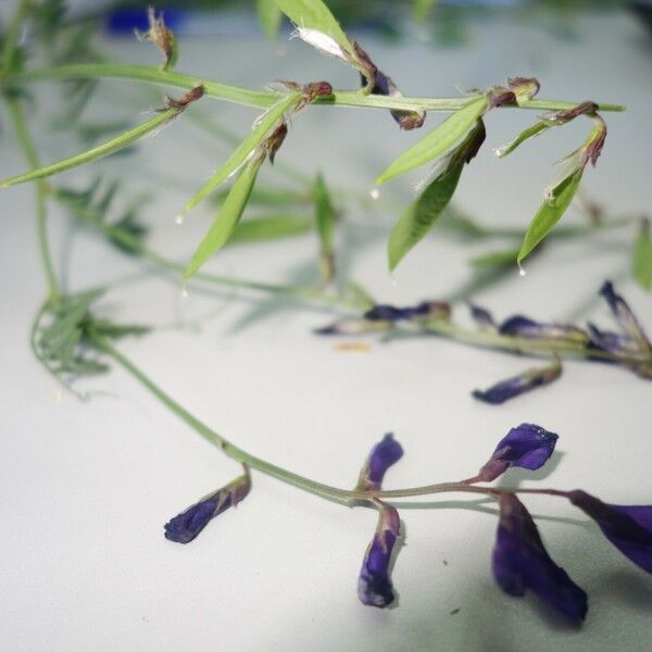 Vicia onobrychioides Cvet