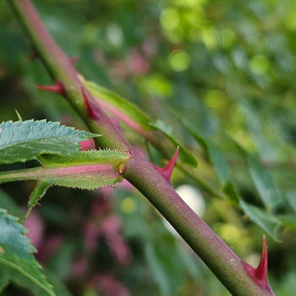 Rosa gallica Rusca