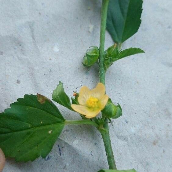 Malvastrum coromandelianum Flower