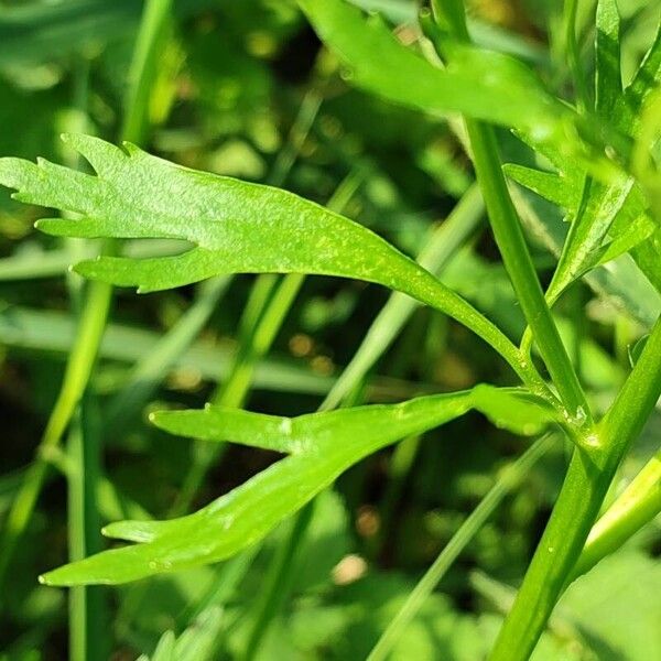 Ranunculus sceleratus 葉