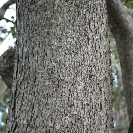 Cordia africana Corteccia