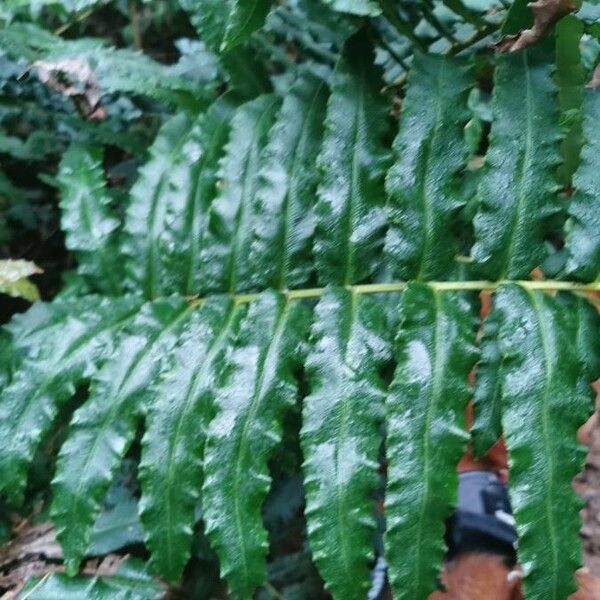 Blechnum cordatum Fulla