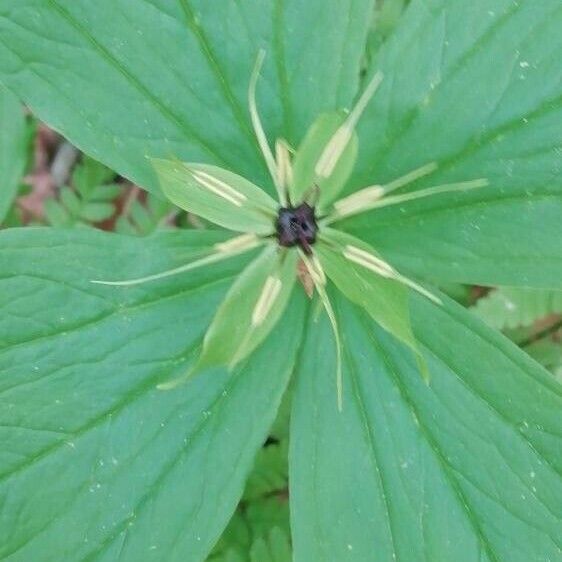 Paris quadrifolia Flower