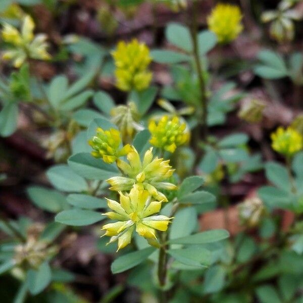 Trifolium dubium Flor