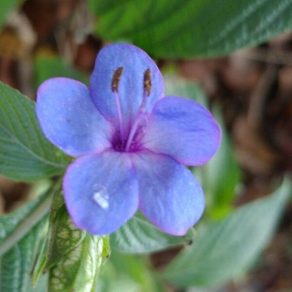 Eranthemum pulchellum Λουλούδι