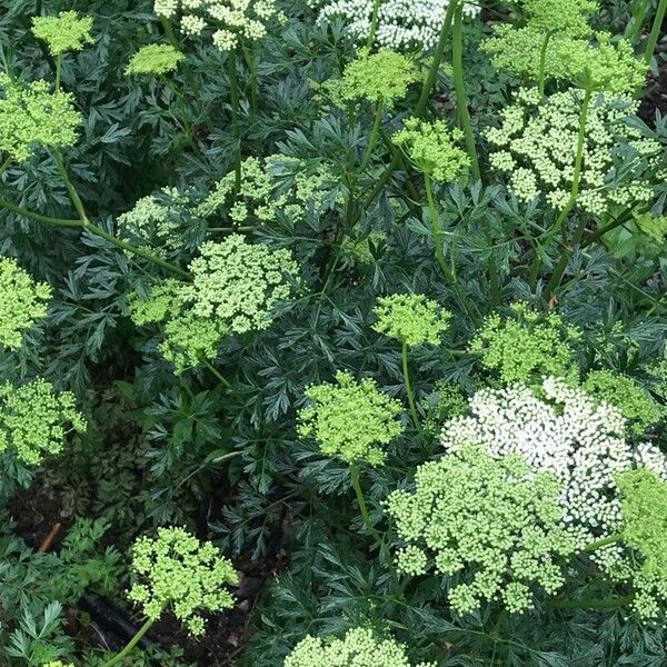 Cnidium silaifolium Flower