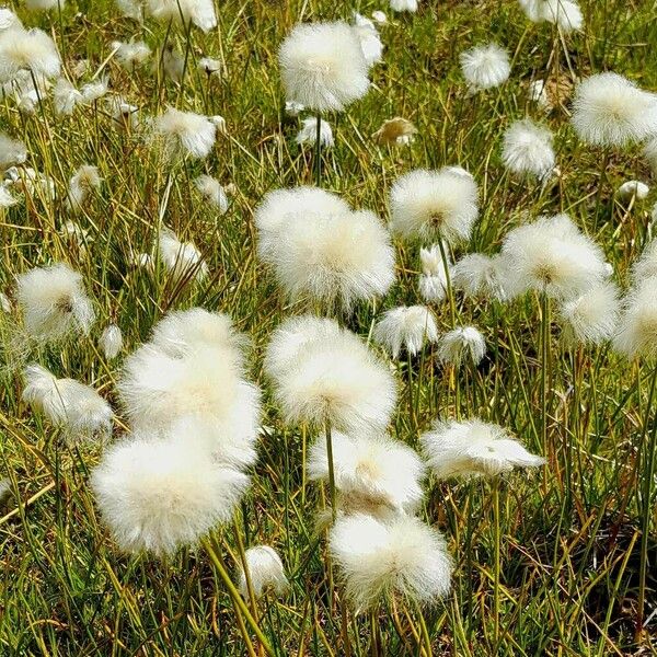 Eriophorum scheuchzeri Цветок