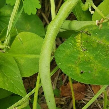 Amphicarpaea bracteata Fruto