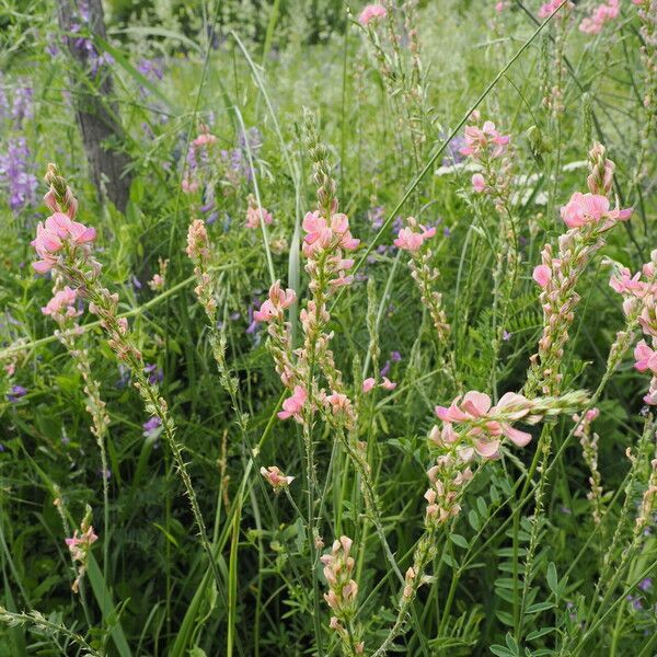 Onobrychis transcaucasica Pokrój