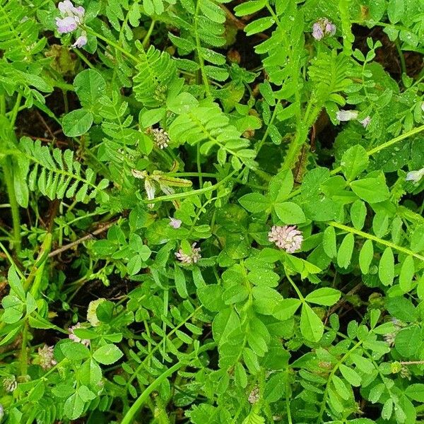 Astragalus pelecinus Leaf