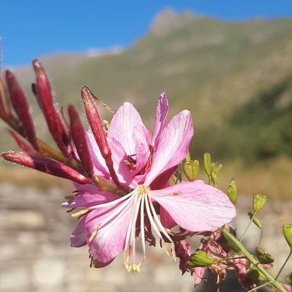 Epilobium dodonaei Kvet