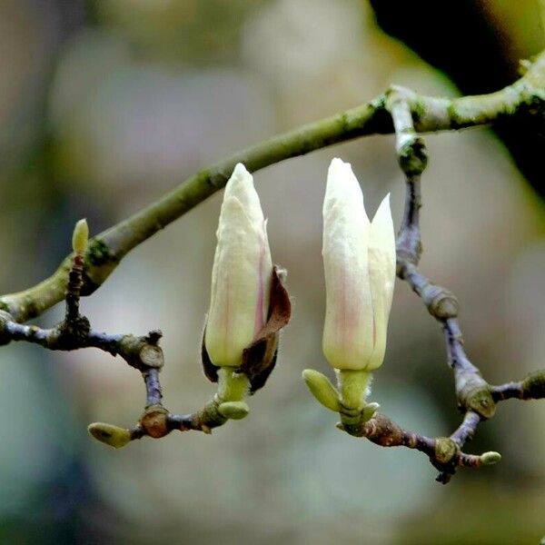 Magnolia denudata Flors