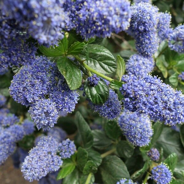 Ceanothus thyrsiflorus Blomma