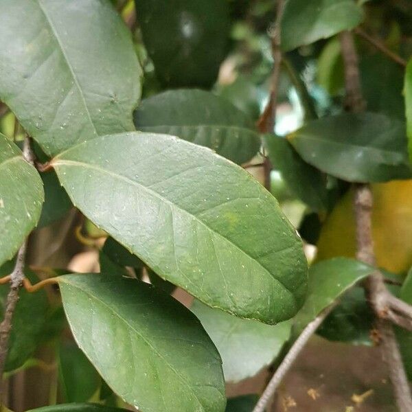 Elaeodendron croceum 叶