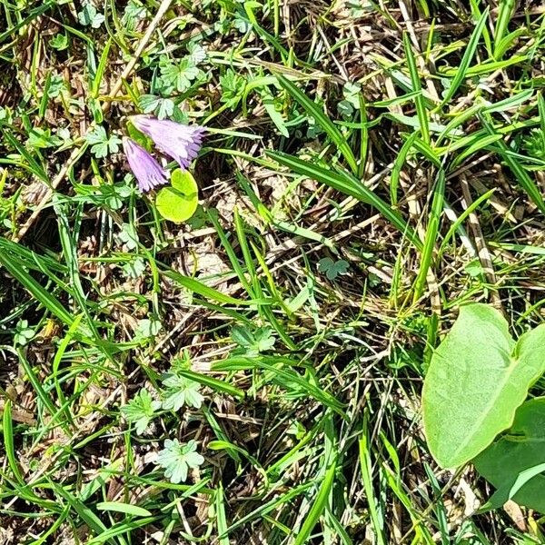 Soldanella pusilla Blüte