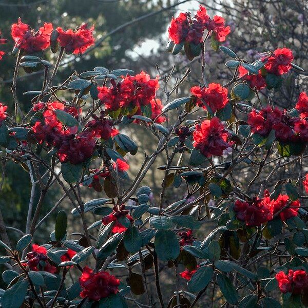 Rhododendron beanianum 整株植物