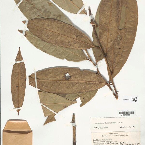 Anaxagorea brachycarpa Leaf