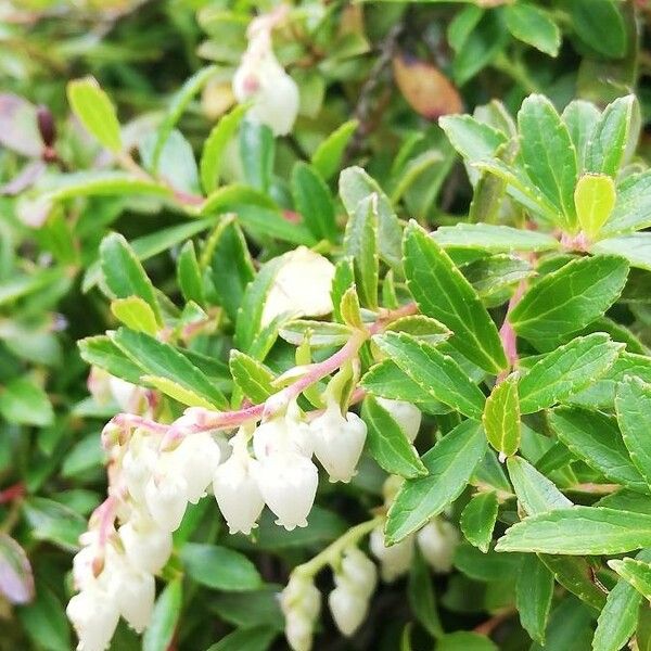 Gaultheria pyroloides Ліст