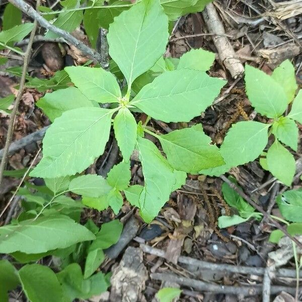 Euphorbia davidii Leaf