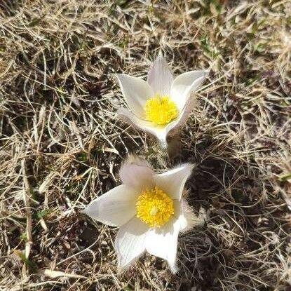 Anemone vernalis Λουλούδι