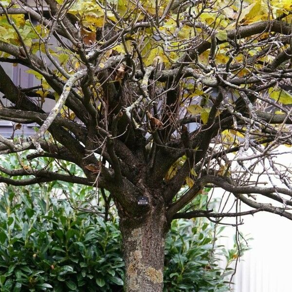 Catalpa ovata Lubje