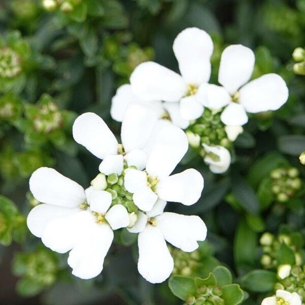 Iberis sempervirens Blomst