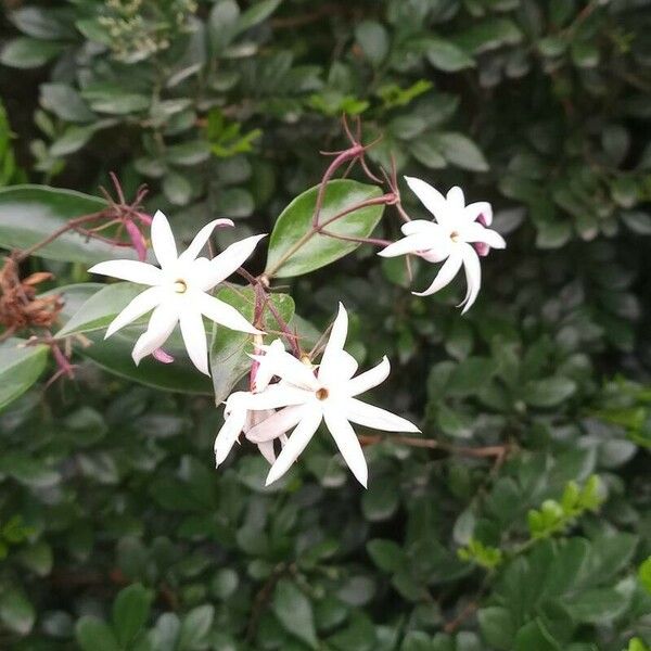 Jasminum laurifolium Květ