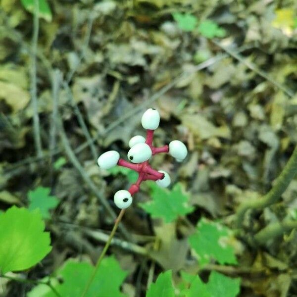 Actaea pachypoda Fruit